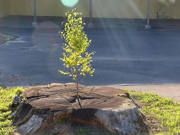 Chính phủ thành lập tổ công tác tháo gỡ khó khăn cho bất động sản